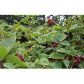 Individuel Quick Freezin-IQF Organic Blackberry Zl-1010